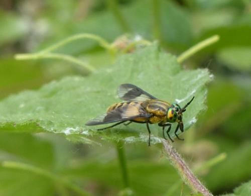 Chrysops viduatus